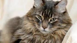 Timeline: Origins of American Government- Noah Harmuth