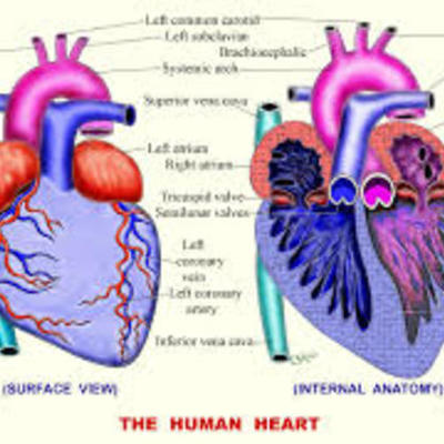 Timeline: Circulatory System