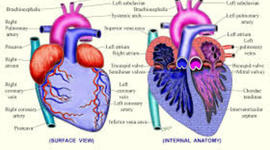 Timeline: Circulatory System