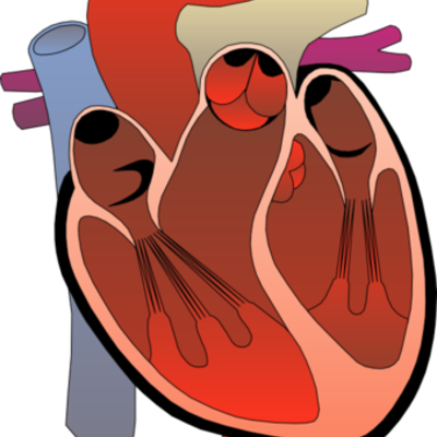 Timeline: Blood Flow