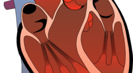 Timeline: Blood Flow