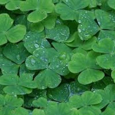 Timeline: The Life of St. Patrick