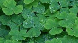 Timeline: The Life of St. Patrick