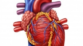 Timeline: The Flow of Blood