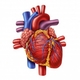 Real human heart pictures