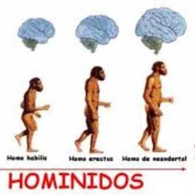 Timeline: Hominidos