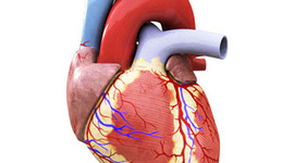 Timeline: Blood Flow