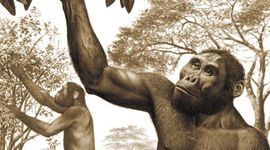 Timeline: Homínidos en la Historia