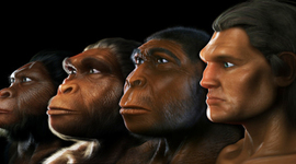 Timeline: Homínidos