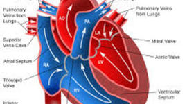 Timeline: Blood Flow in the Heart