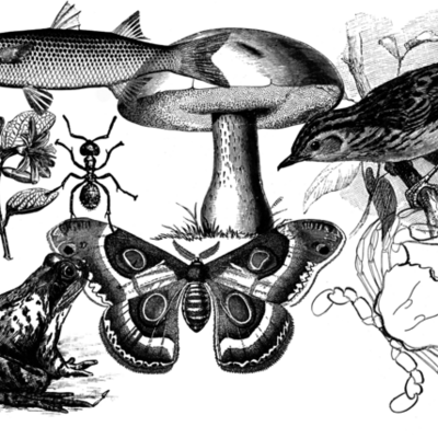 Timeline: Taxonomía