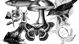 Timeline: Taxonomía