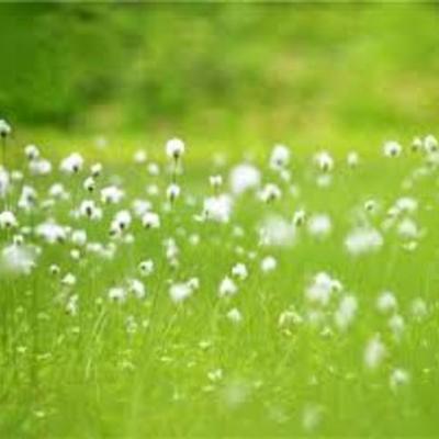 Timeline: лента пробник