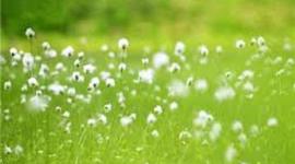 Timeline: лента пробник