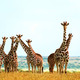 Giraffe wallpaper 09
