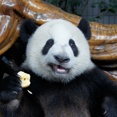 Timeline: Josh's Timeline!