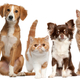 Istock 000018741461 small
