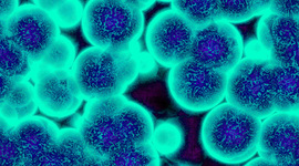 Timeline: Biologia Celular