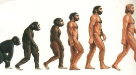 Timeline: La evolución de los homínidos