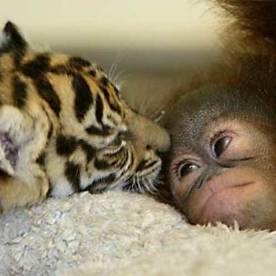 Timeline: Historia de la Vida Animal