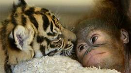 Timeline: Historia de la Vida Animal