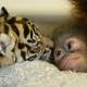 Historia amor animal