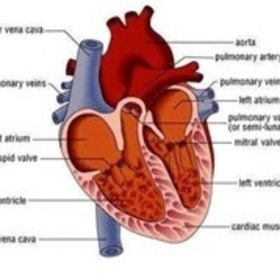 Timeline: The Flow of the Body