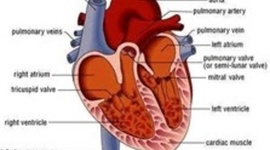 Timeline: The Flow of the Body