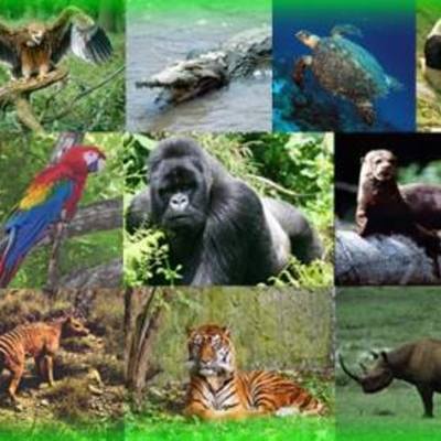 Timeline: Animales en vía de extinción