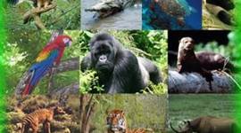 Timeline: Animales en vía de extinción