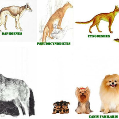 Timeline: La evolución del Perro