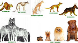 Timeline: La evolución del Perro