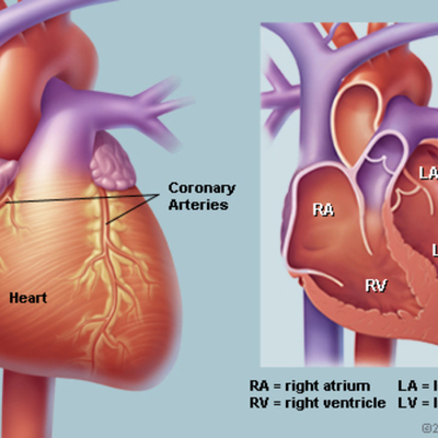 Timeline: BLOOD FLOW