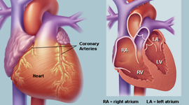 Timeline: BLOOD FLOW