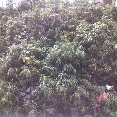 Timeline: Evolución de la Naturaleza