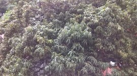 Timeline: Evolución de la Naturaleza