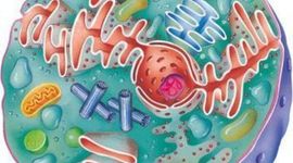 Timeline: EVENTOS IMPORTANTES PARA EL DESARROLLO DE LA CELULA