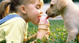 Timeline: Los Perros