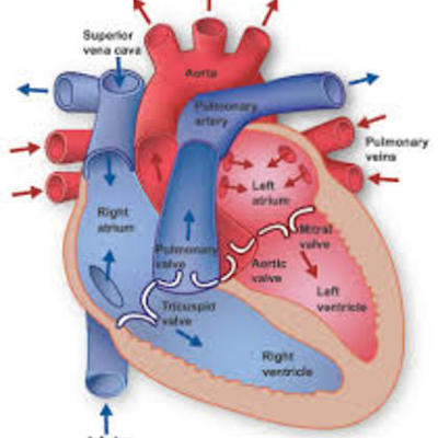 Timeline: blood through the heart