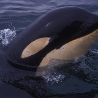 Timeline: Springer Project Timeline