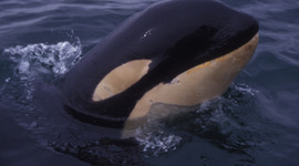 Timeline: Springer Project Timeline