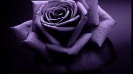 Timeline: Civil Right Timeline