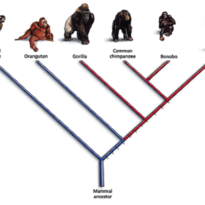 Timeline: Evolution of The Theory of Evolution Timeline