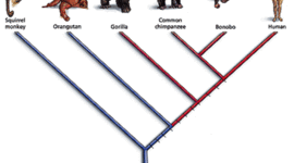 Timeline: Evolution of The Theory of Evolution Timeline