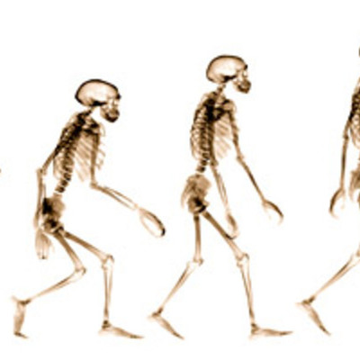 Timeline: Evolution of The Theory of Evolution