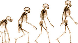 Timeline: Evolution of The Theory of Evolution