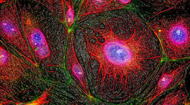 Timeline: El desarrollo de la biología celular