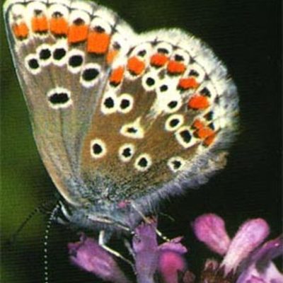 Timeline: nire bizitza