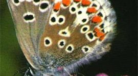 Timeline: nire bizitza