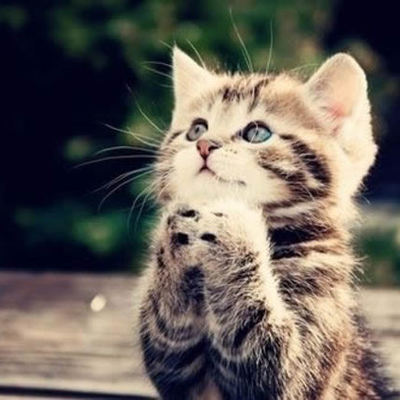 Timeline: Medicina Zootecnica